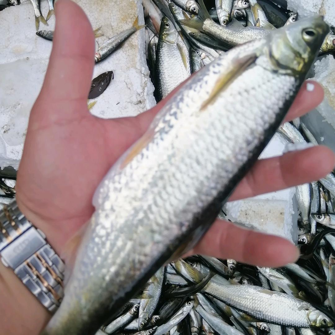 福建小白条👉曾