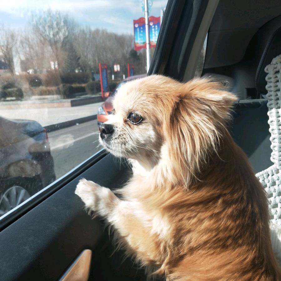 二狗子妮尼的亲姐