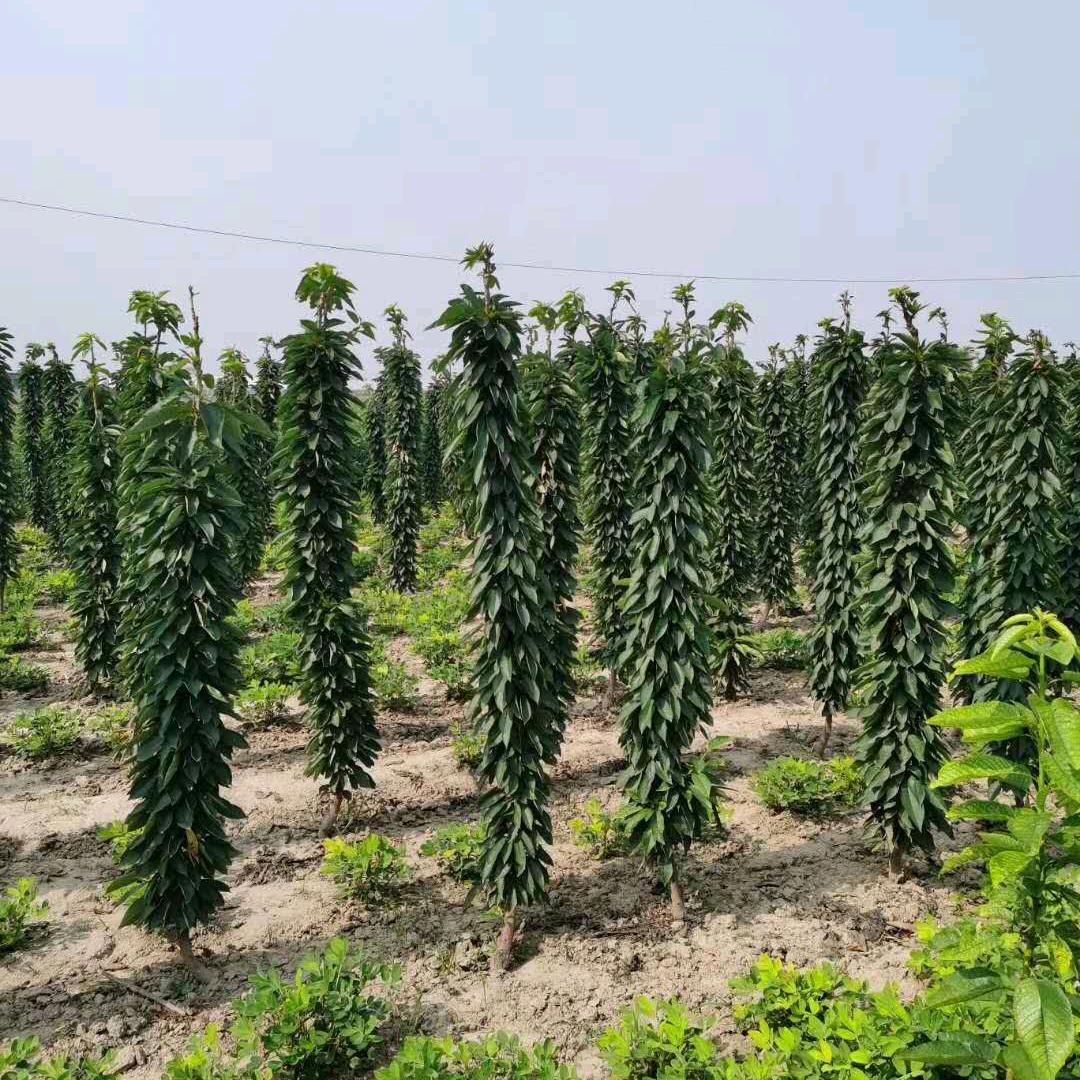 泰安鑫顺樱桃种植专业合作社
