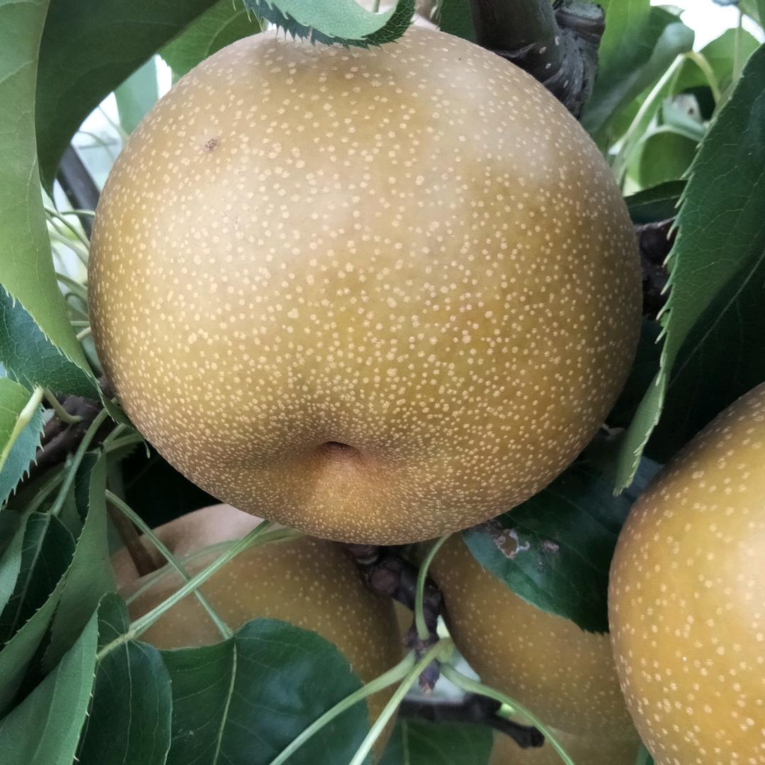 採摘园
