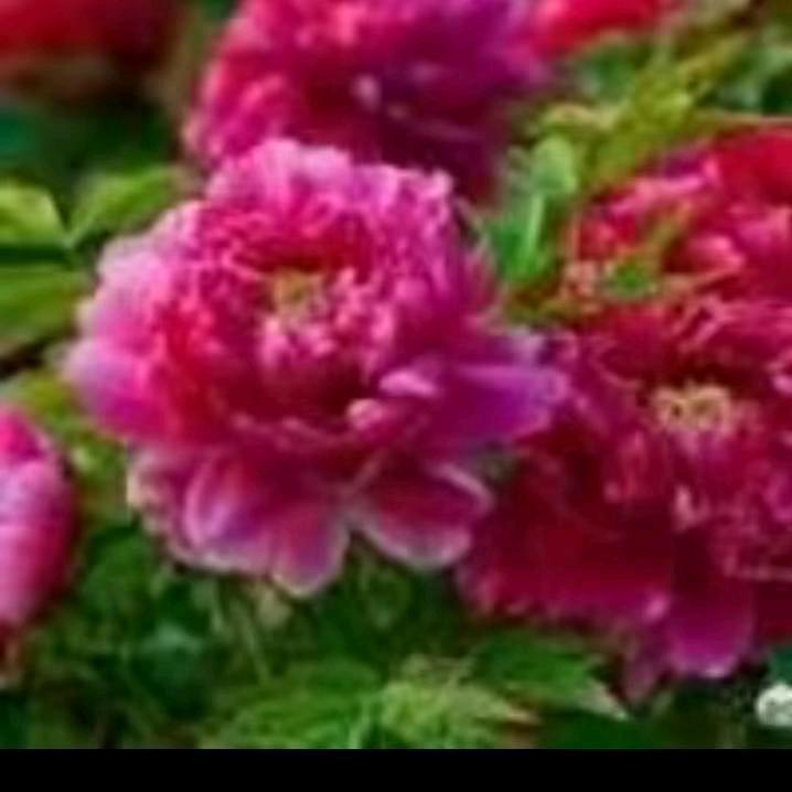 🌹✨万人迷🌹✨