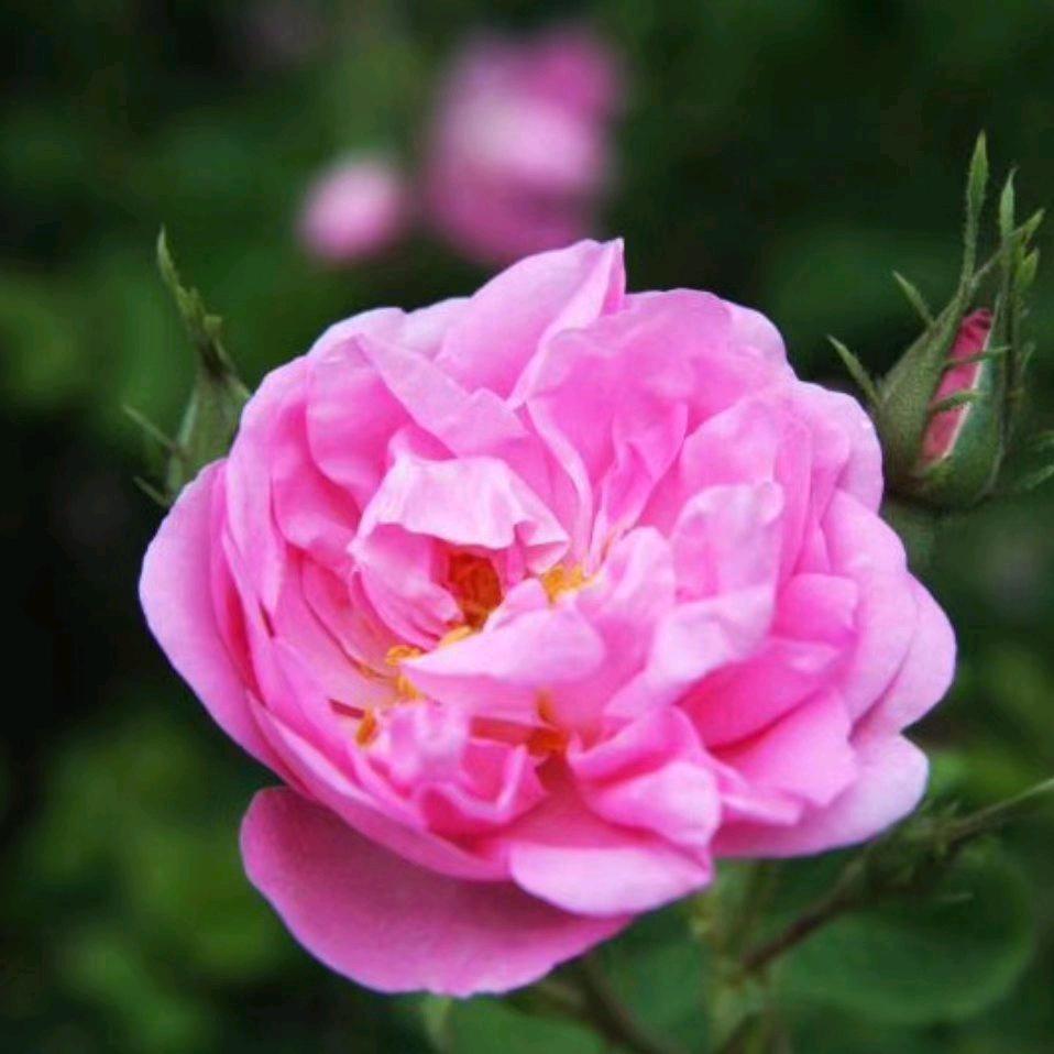 陕西大马士革玫瑰基地李琼