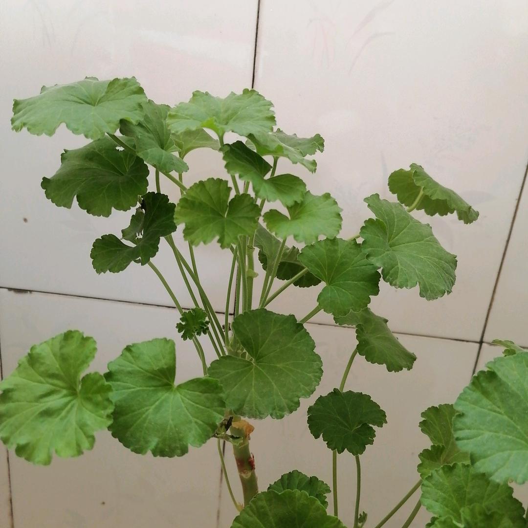 刘老师