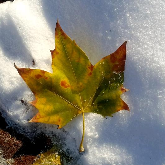 🍁雪中的枫叶🍁