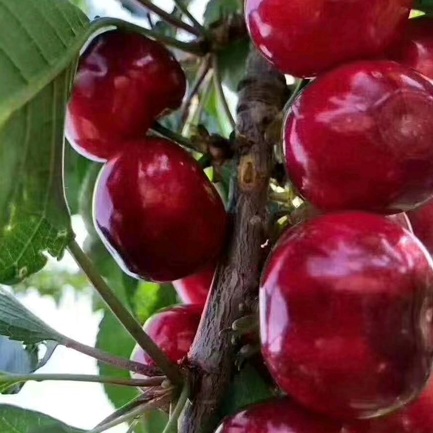 大茘县两宜镇温棚樱桃产业园