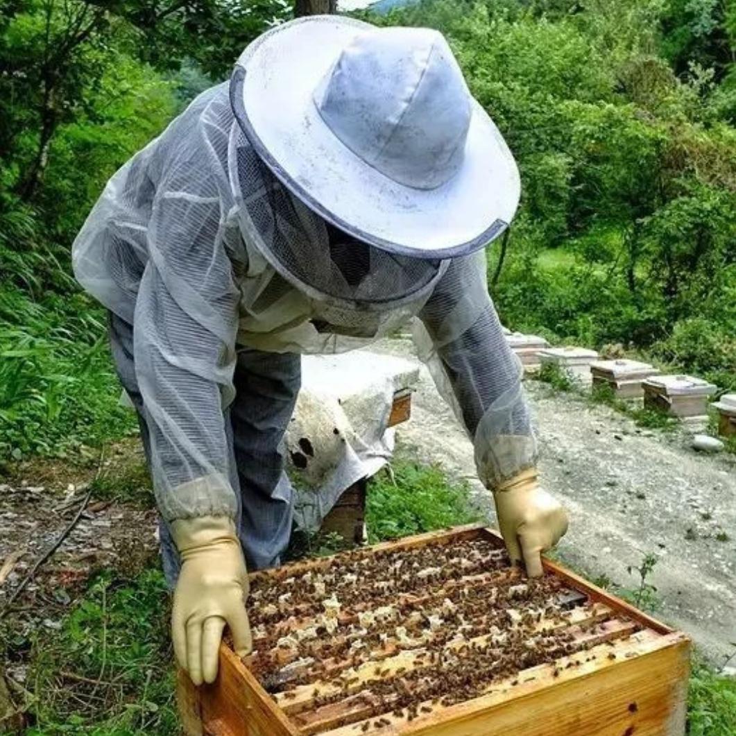 蜂飞～蝶舞