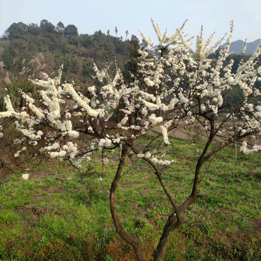 🍓🍓🍓草莓🍓🍓🍓