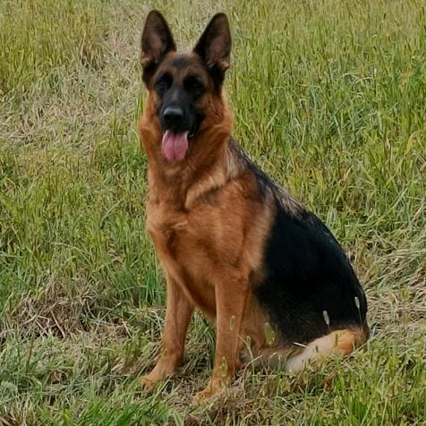 CSV—张璇    训练寄养(收学员)