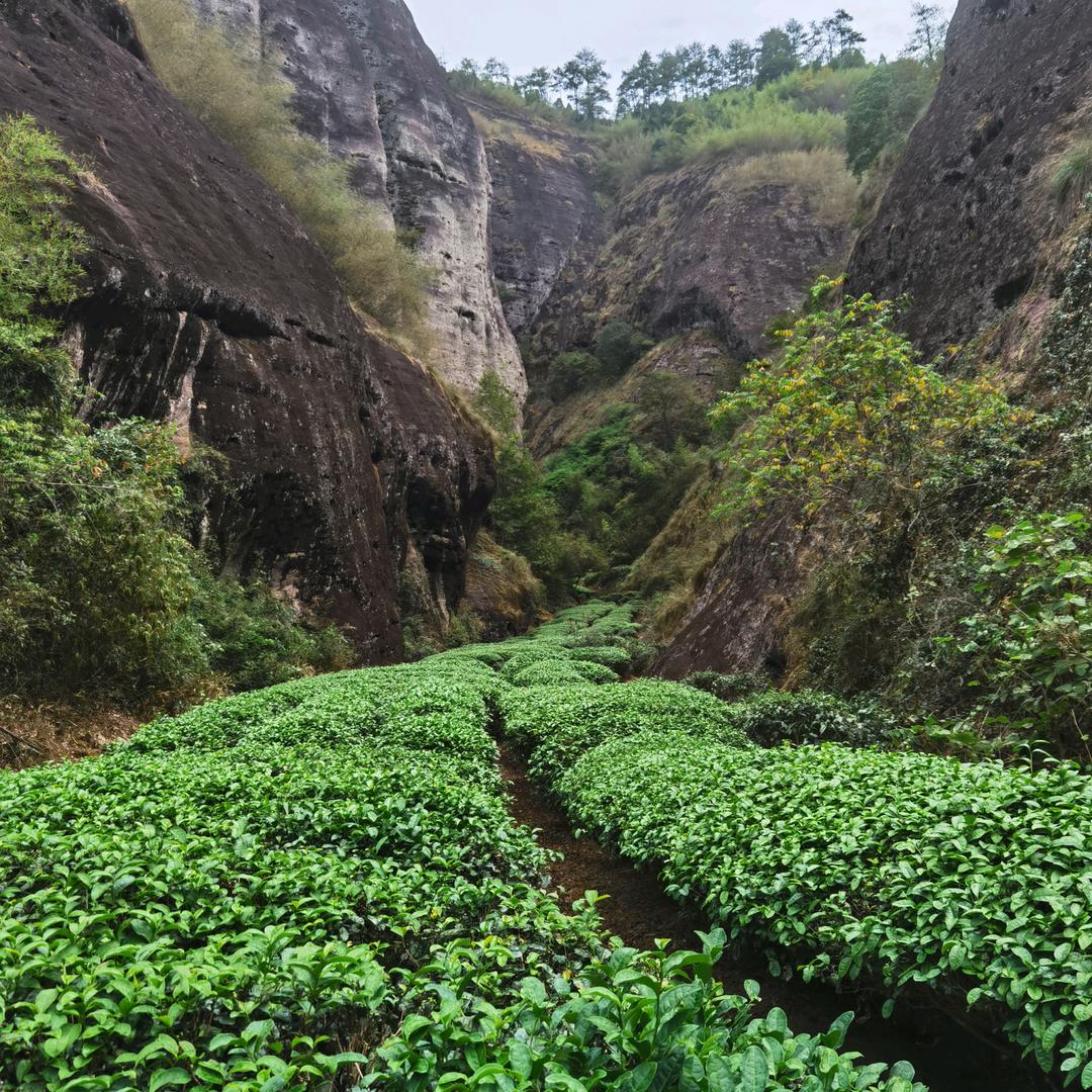 武夷山市梦武夷民宿