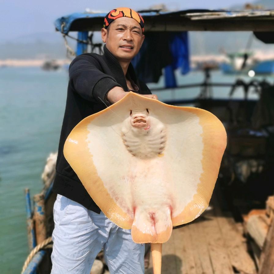 渔人海鸥