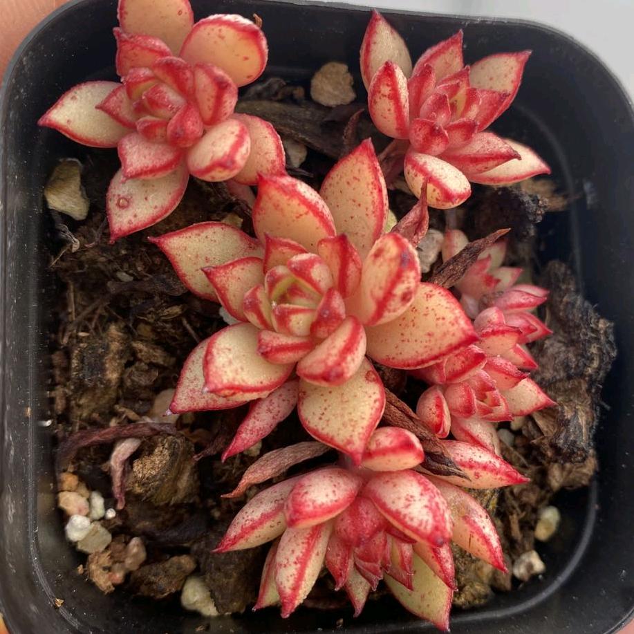 桐艺植物园