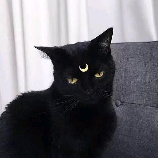 黑猫Lolita警长