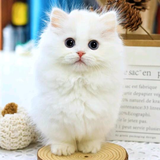 麦豆说猫(鉴猫号)