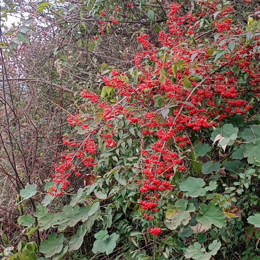 财富（再生资源）