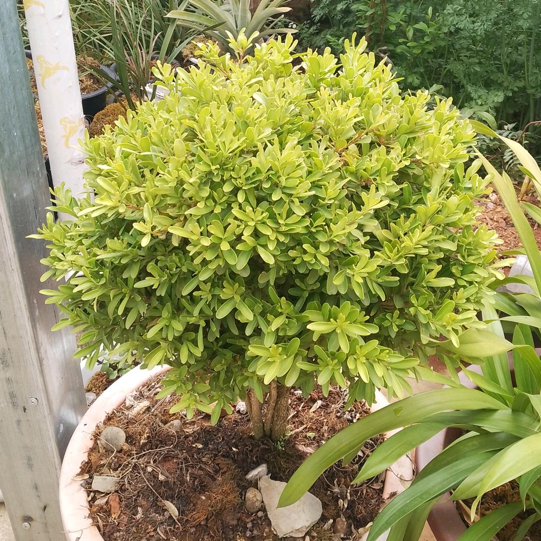 春不老