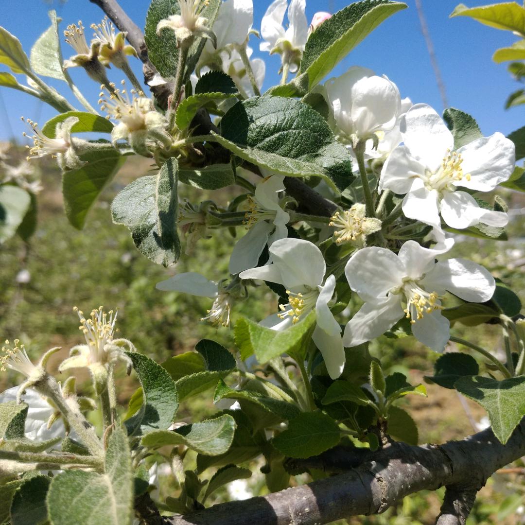 🍎天赐百福🍎