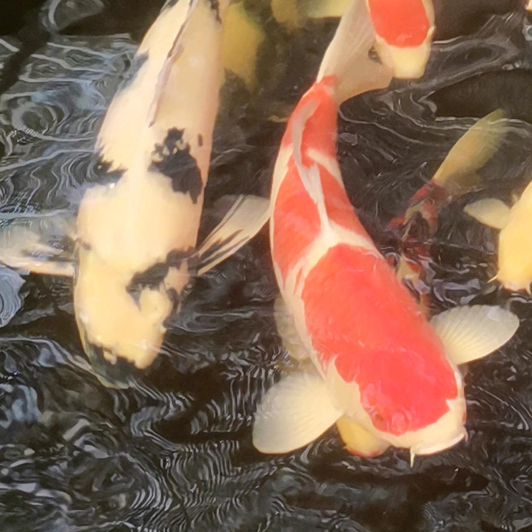 嘉兴锦顺锦鲤鱼