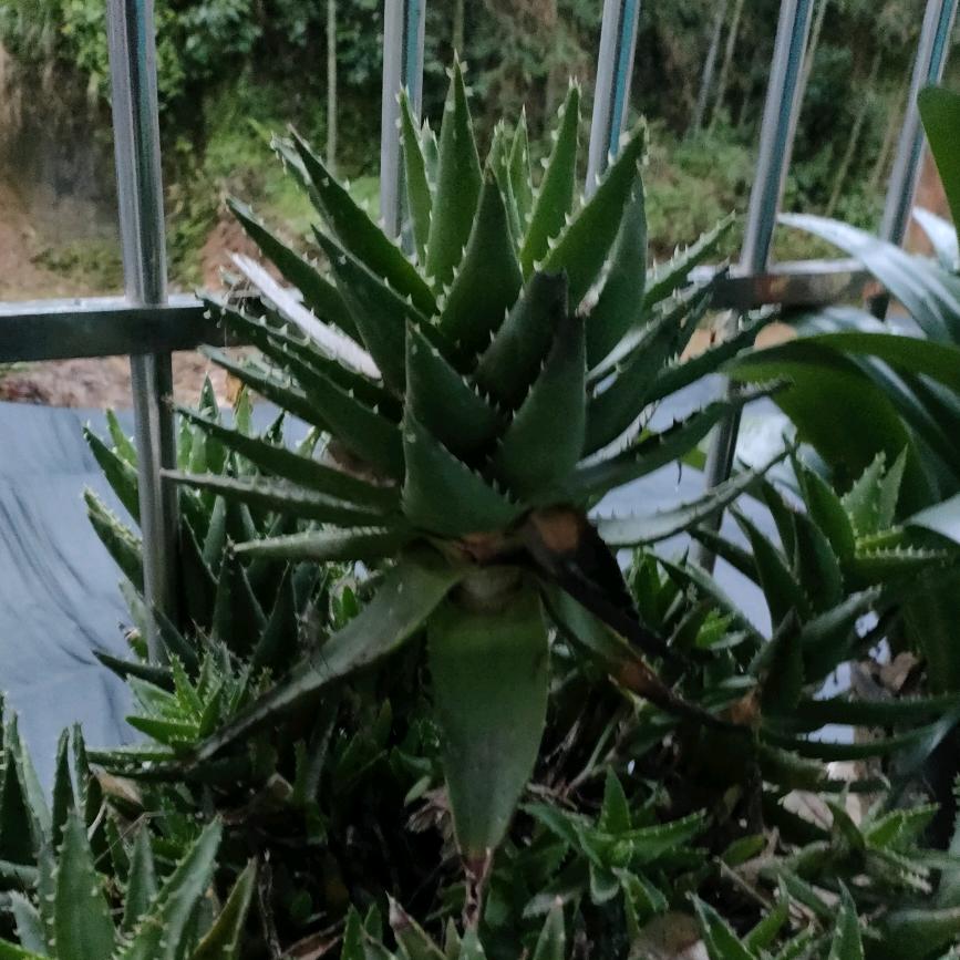 紫葡萄