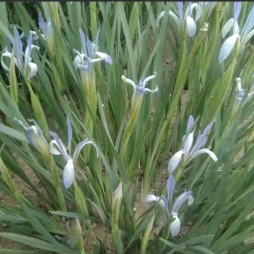 春暖花开了（沙河跃龙门）