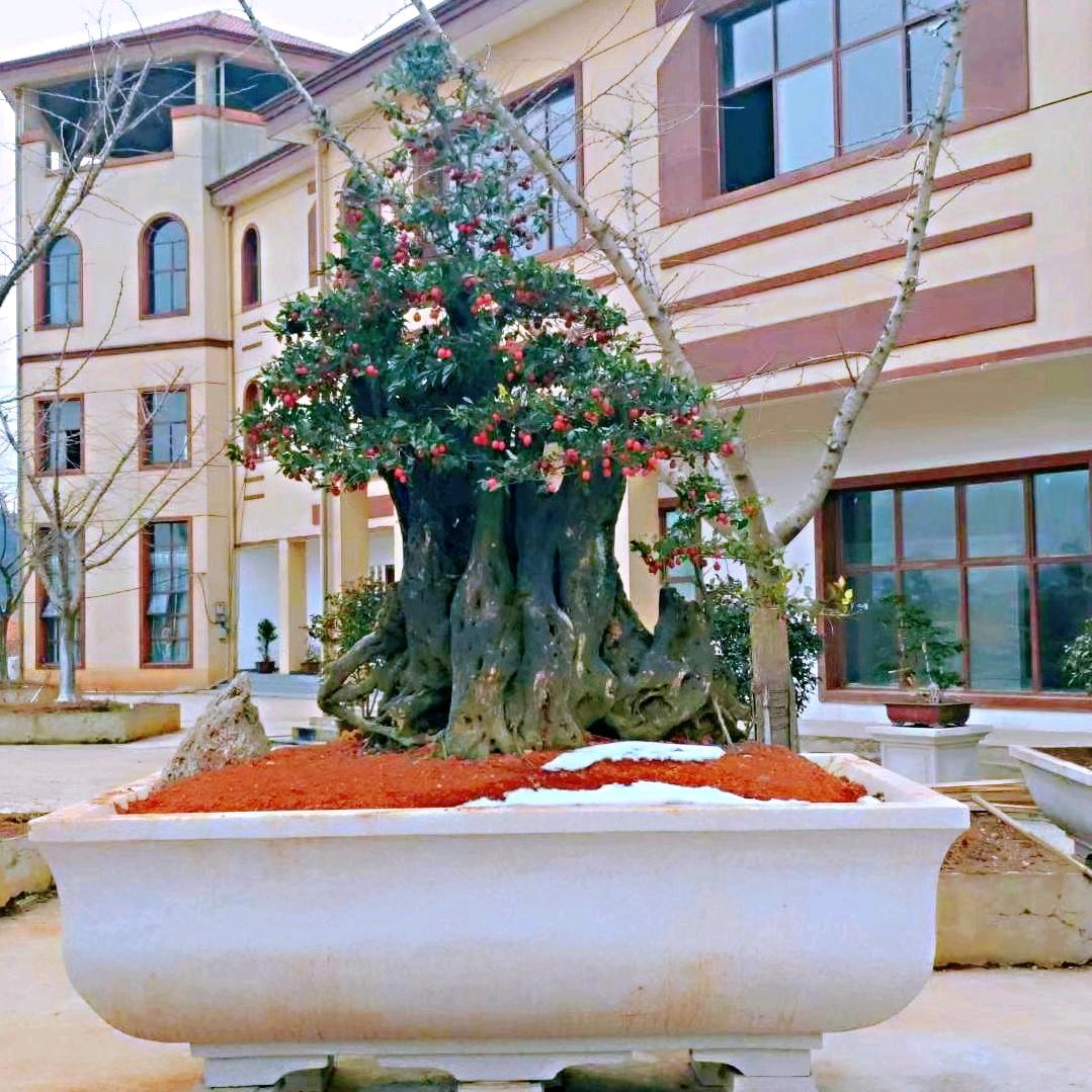 来凤鑫盛金弹子盆景园