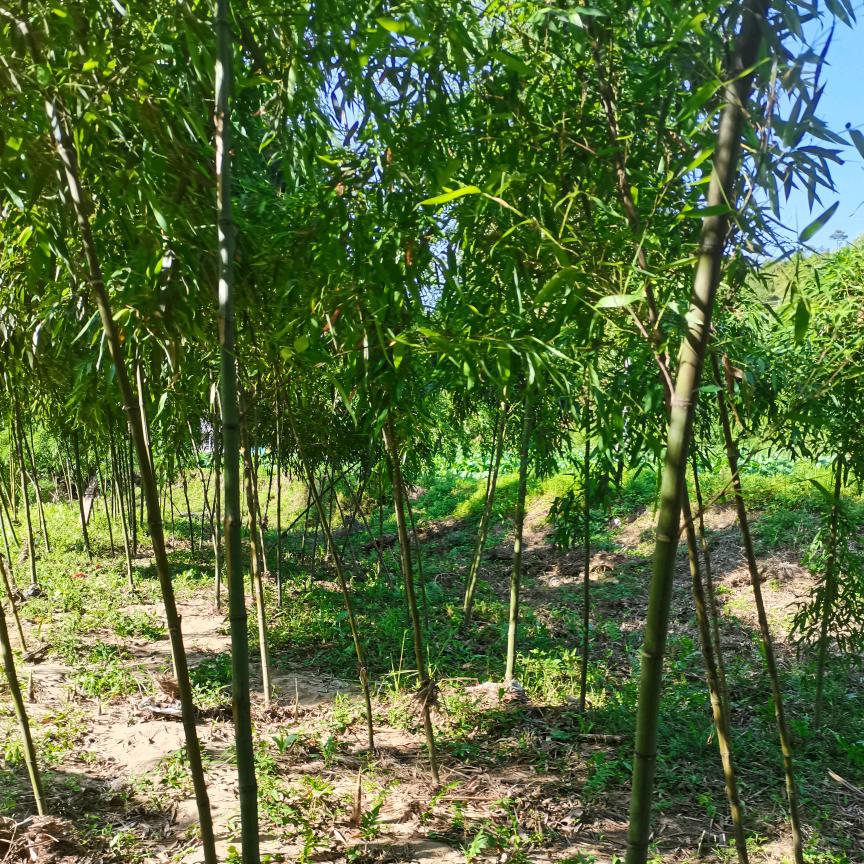 我是明明