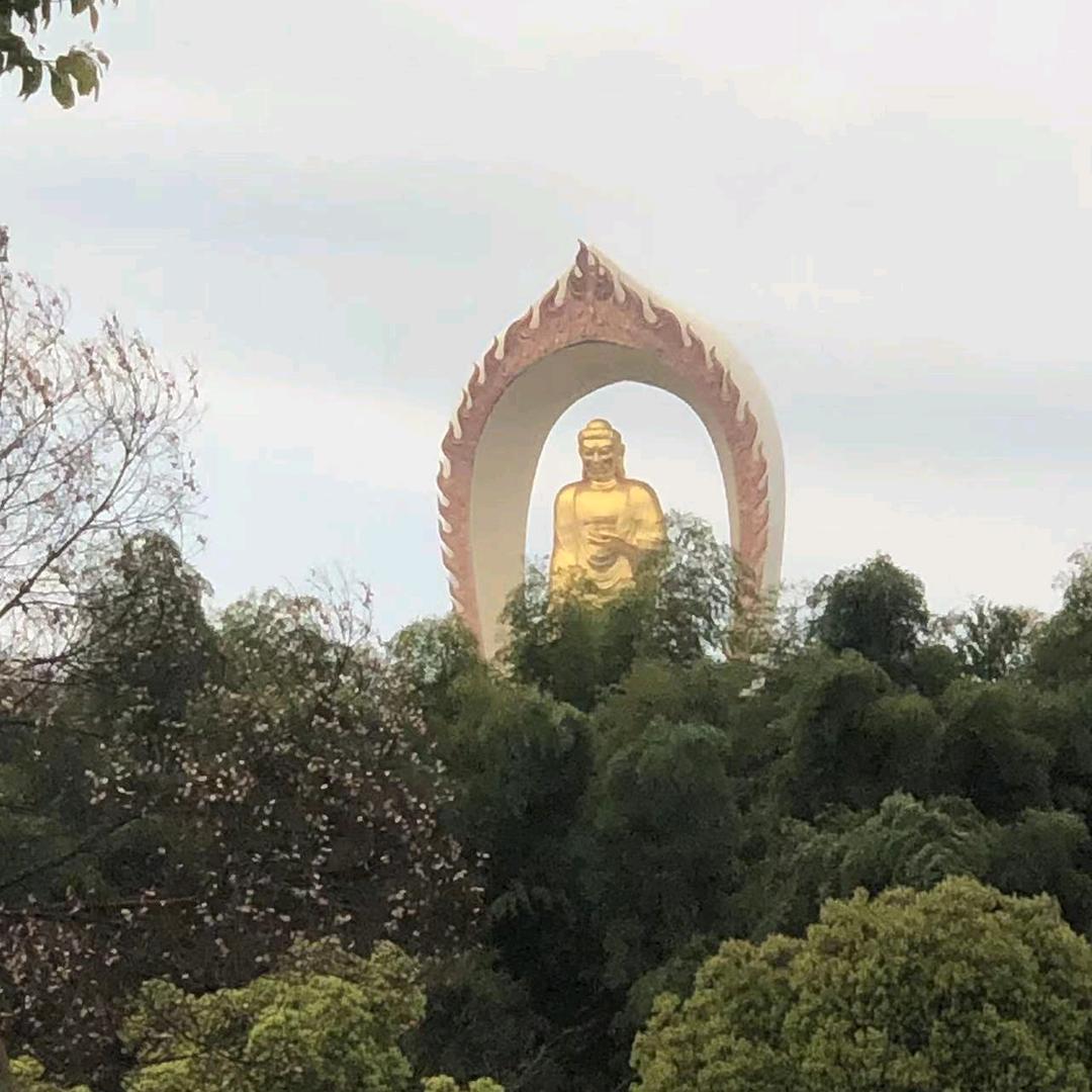 鲶鱼哥