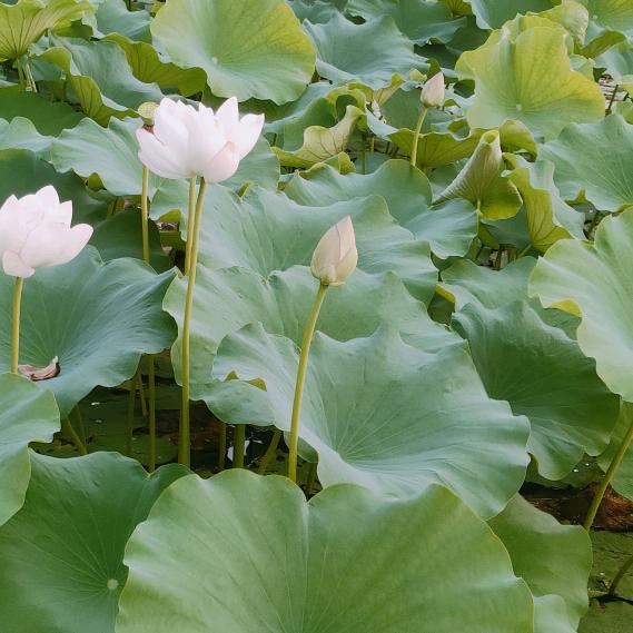 幸福