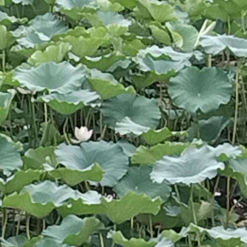 漳水悠悠