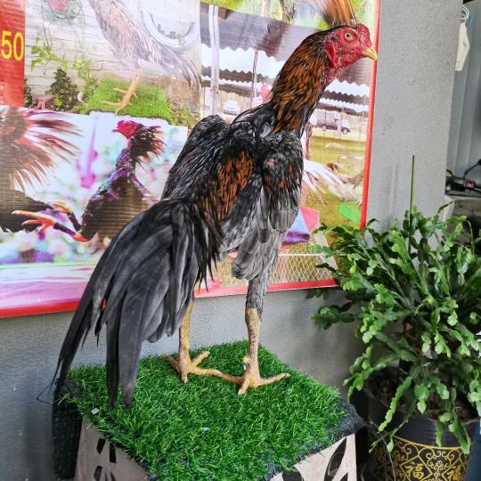 一个小小瓜😜😜😜