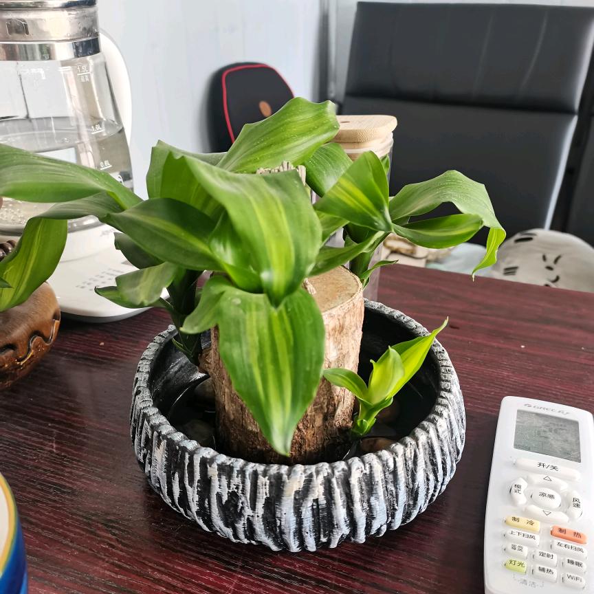 陈龙