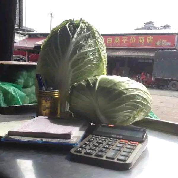 白菜哥