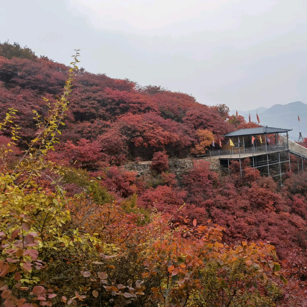 🍁枫叶🍁