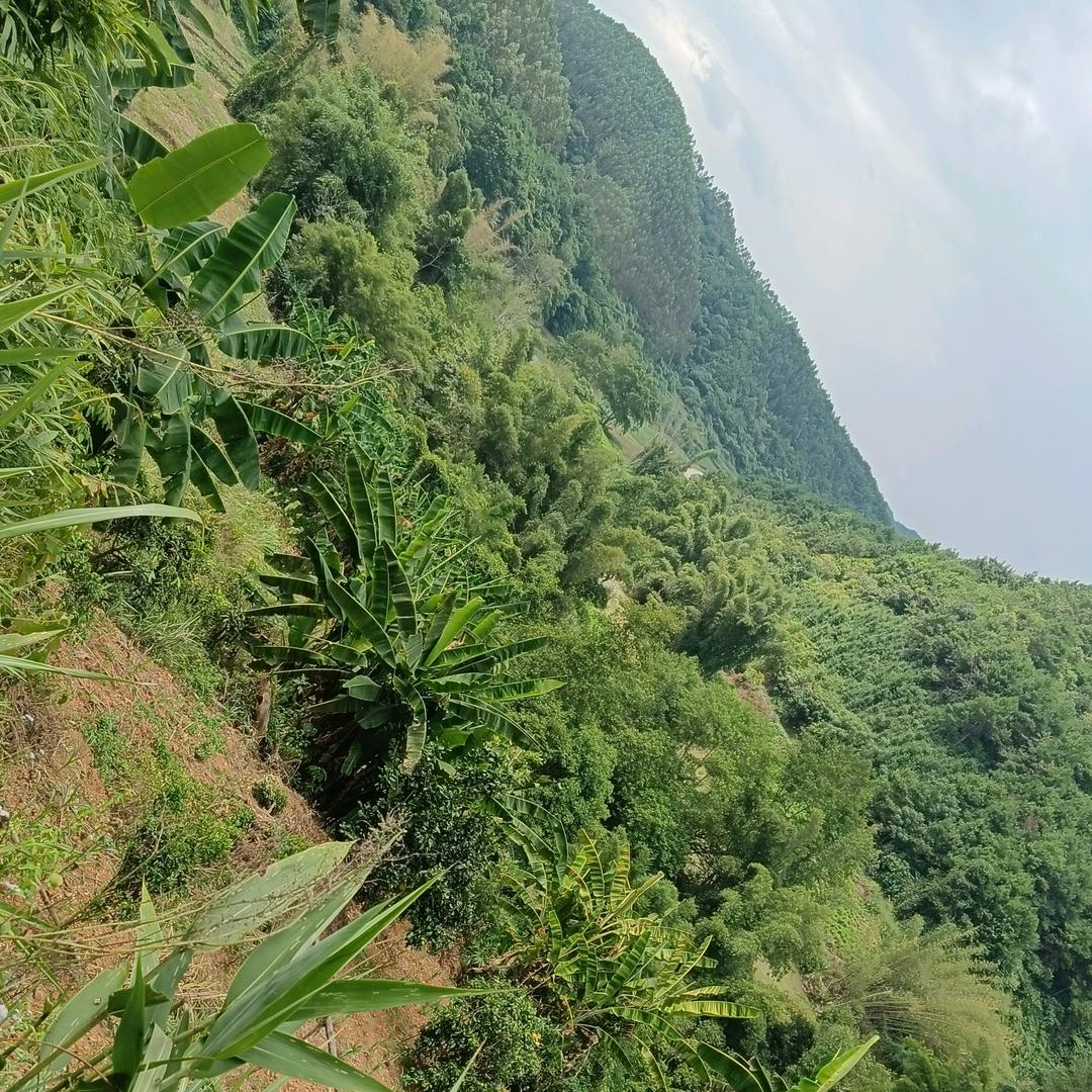 爱的呼唤