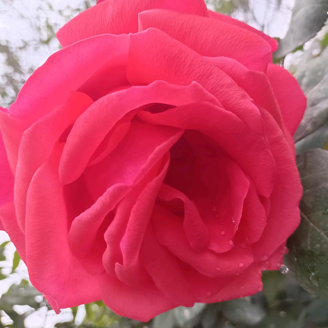 两孩妈