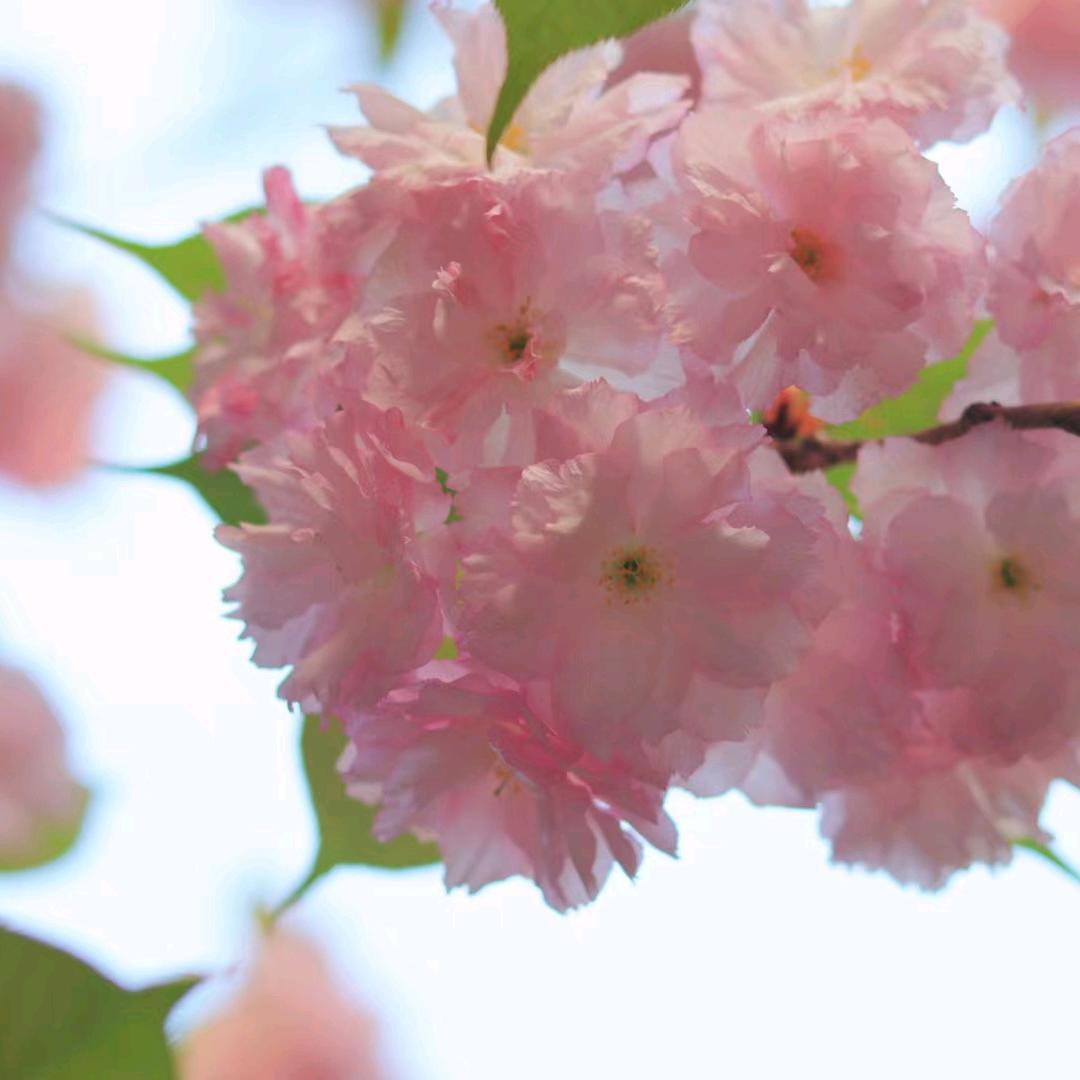 👄小芒果