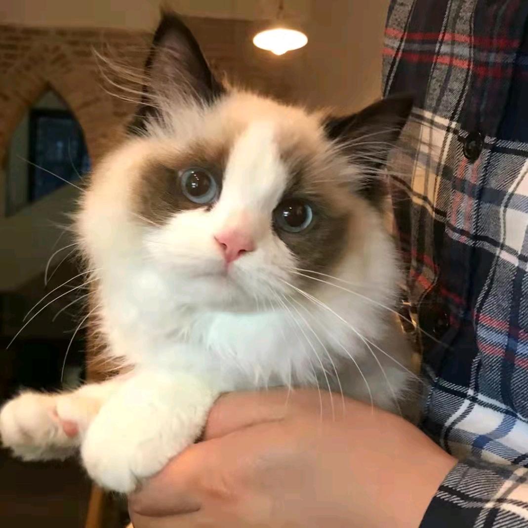 托尼辉