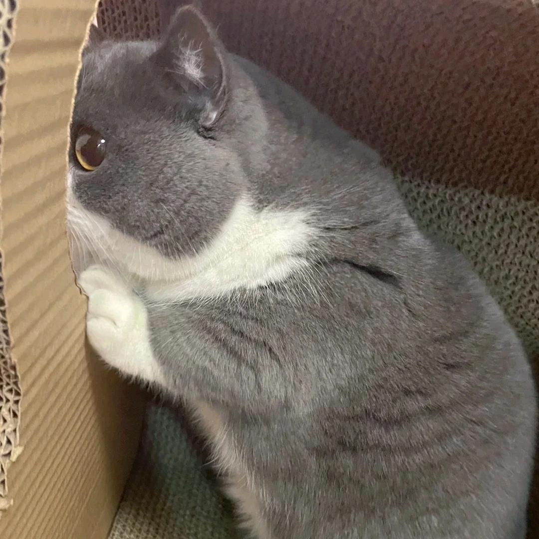 蕾欧姆