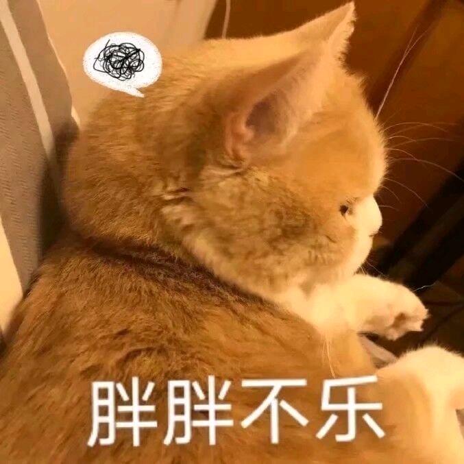 胖胖
