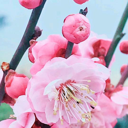🕊️芳芳