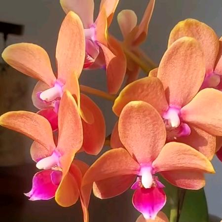 杜小花