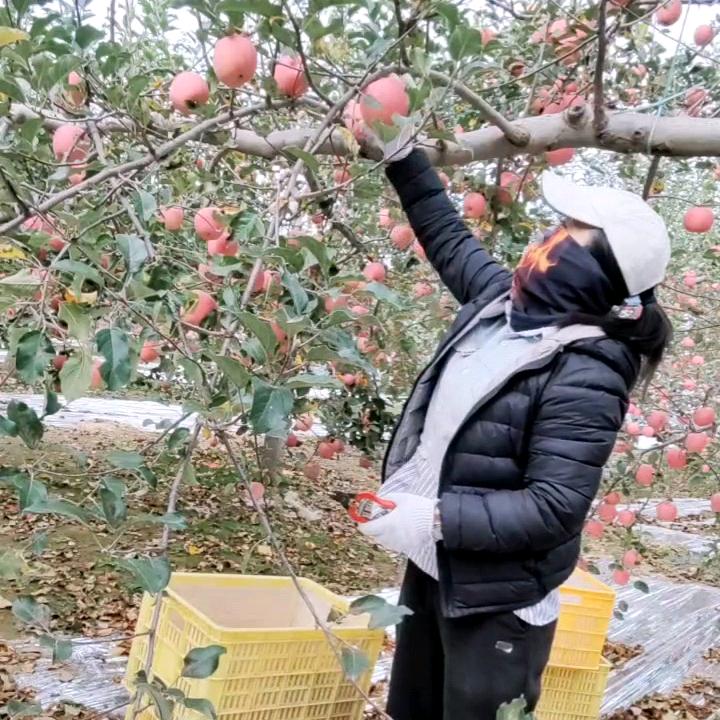 小袁苹果