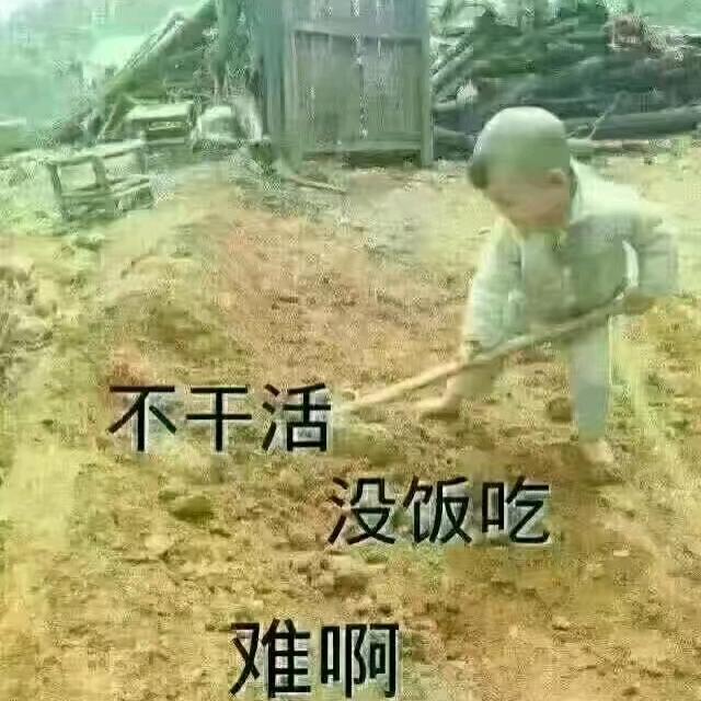高山放羊妹