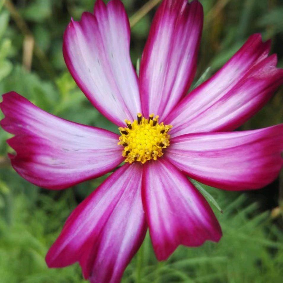 茉莉花