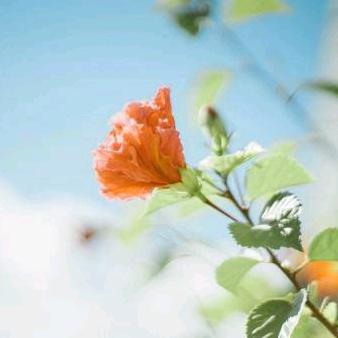 花开花落