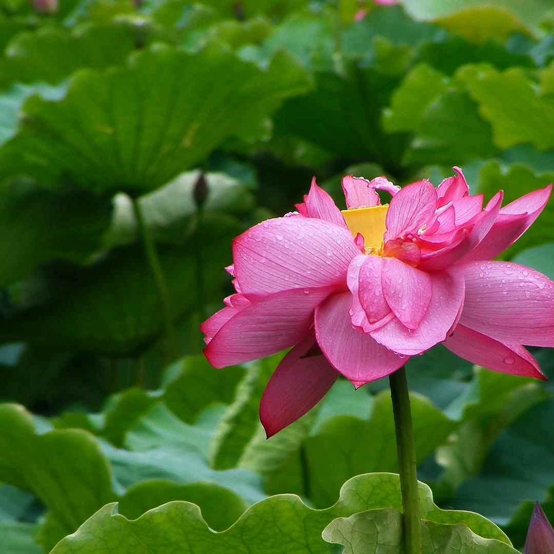 回忆，巜三农娱乐》