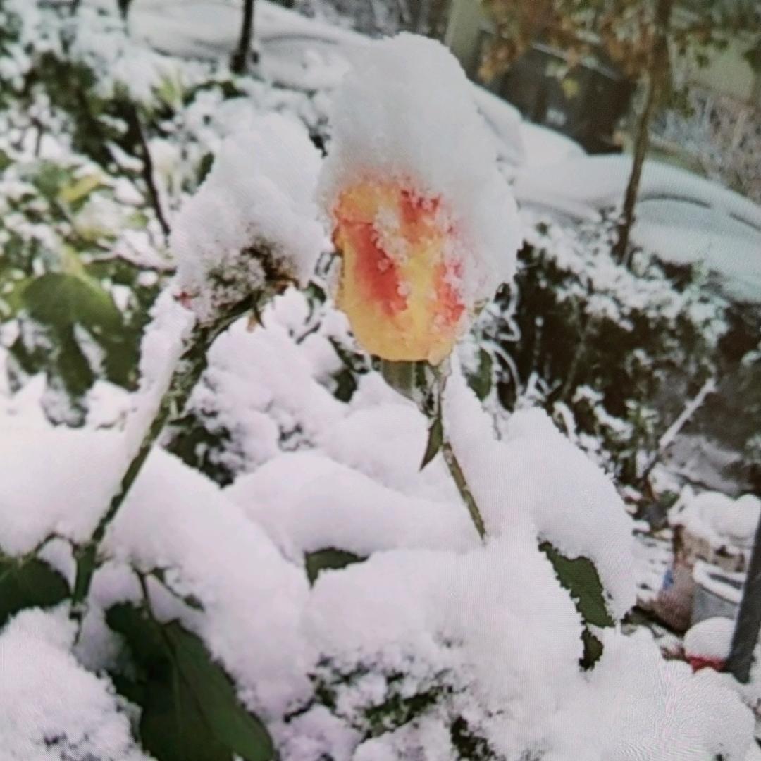 淼淼