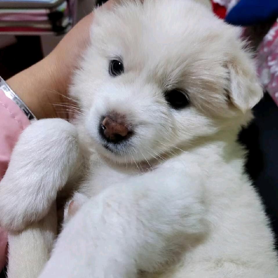 小小郑