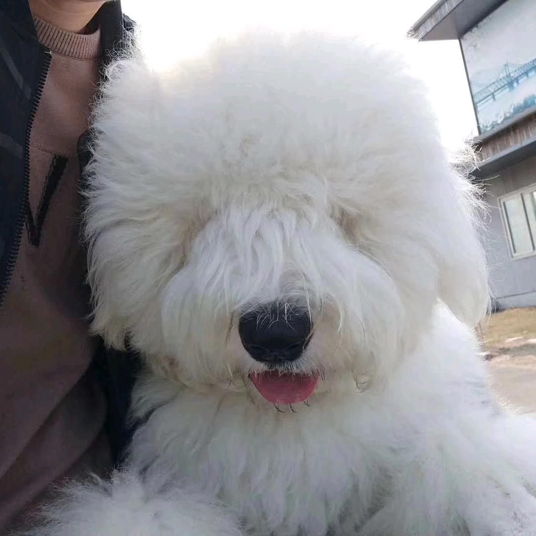 古牧大嗯哼和小弟们