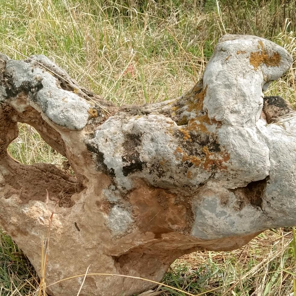 杨保发
