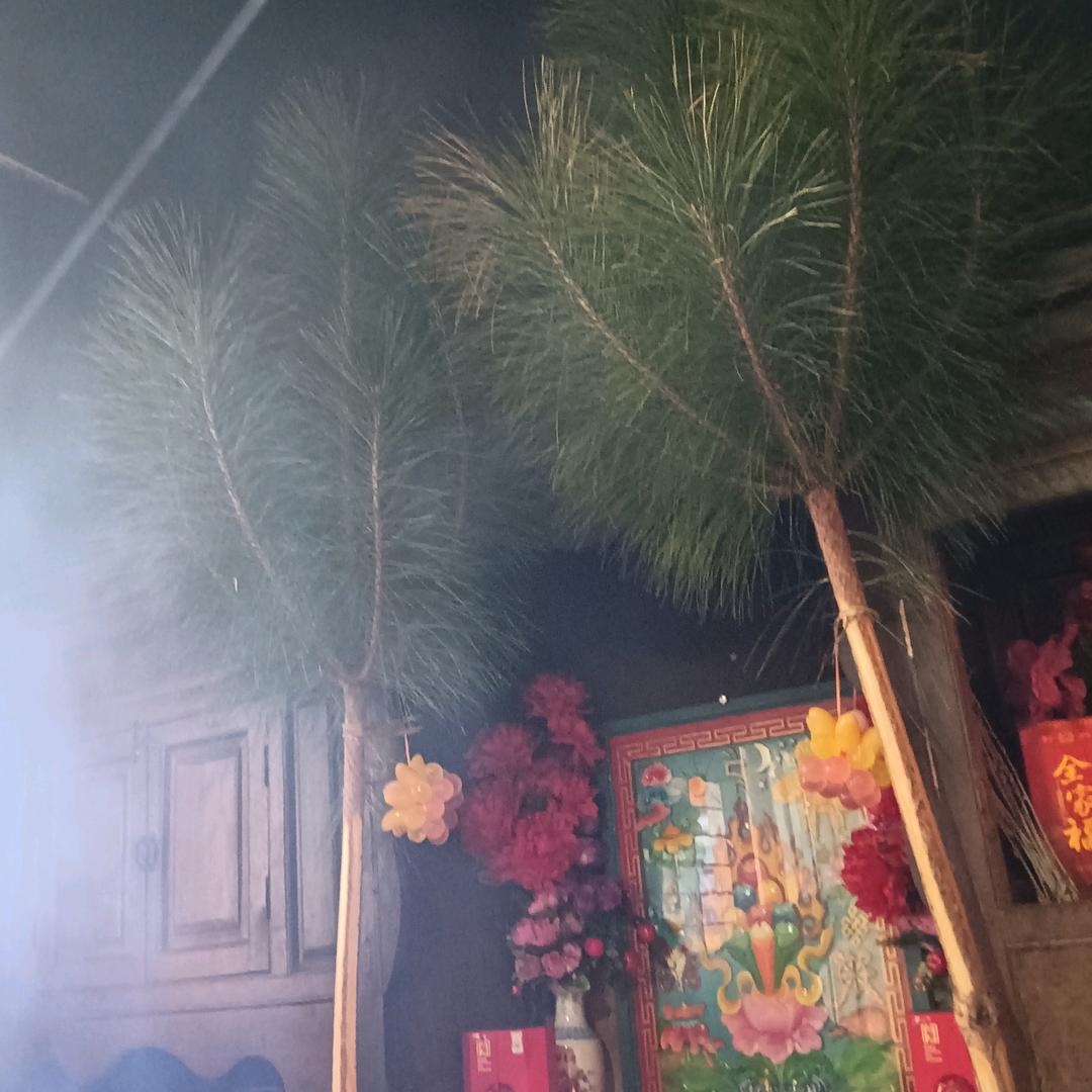 根生